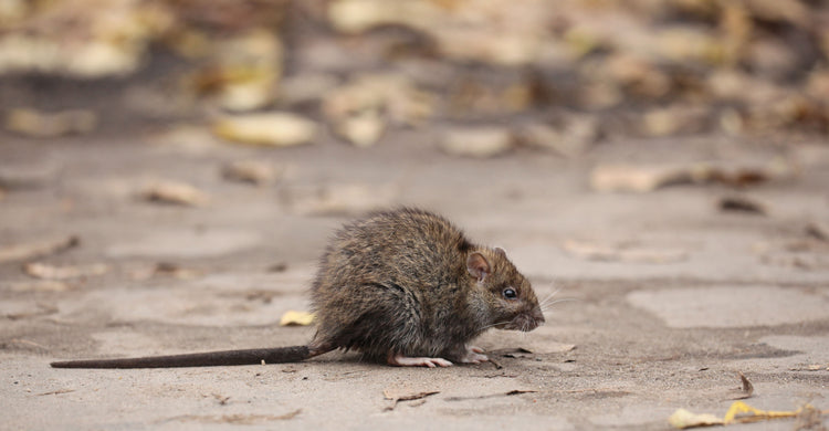 RATS & MICE
