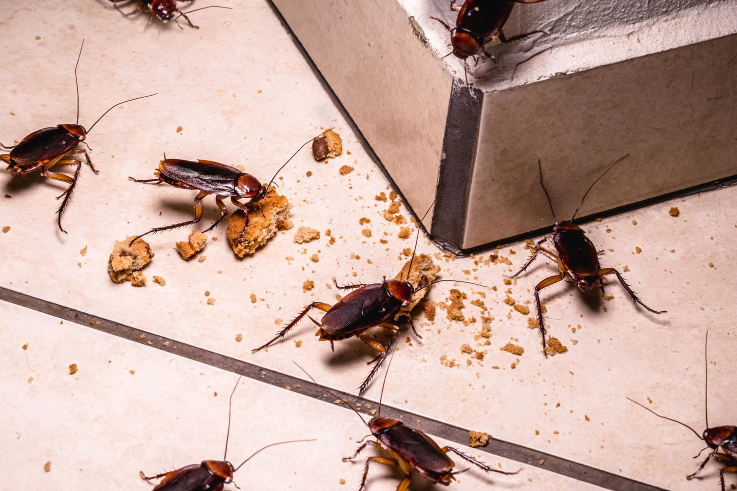 BUGS IN MY HOME!