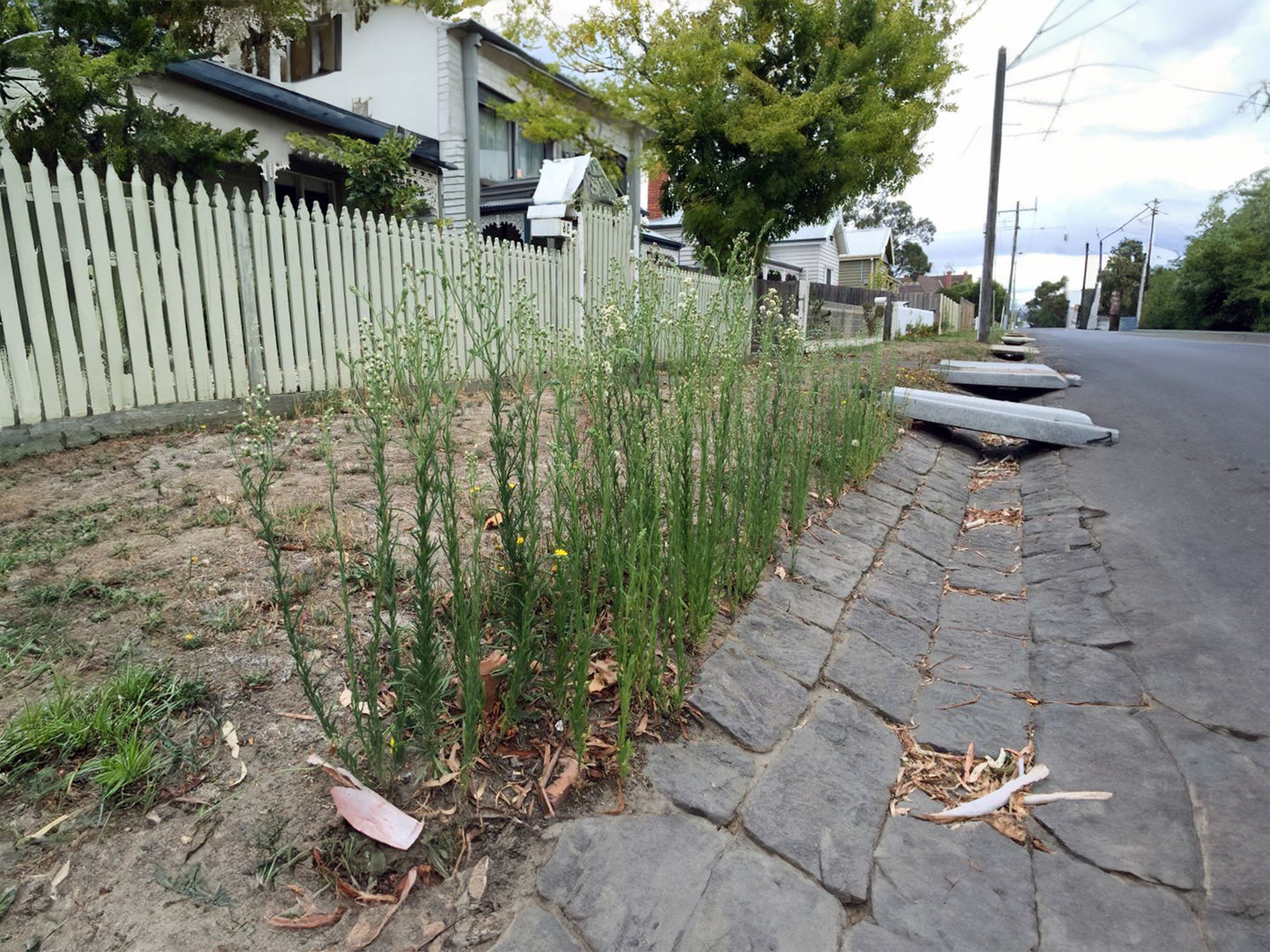 WEEDS IN MY PAVING
