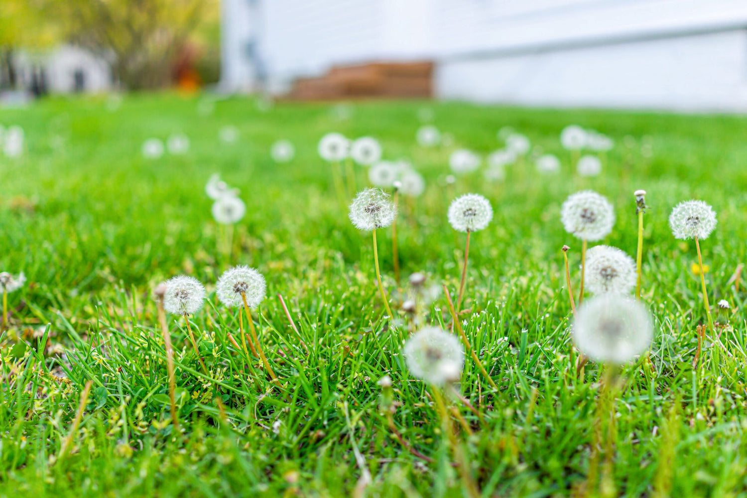 I’M OVER-RUN WITH WEEDS!